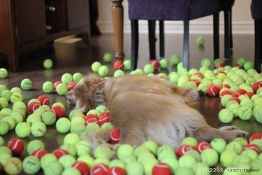 17 Pets That Turn Every Party Into a Celebration