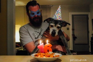 17 Pets That Turn Every Party Into a Celebration