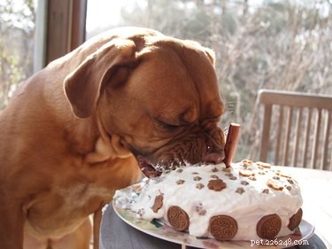 17 Pets That Turn Every Party Into a Celebration
