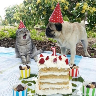 17 Pets That Turn Every Party Into a Celebration