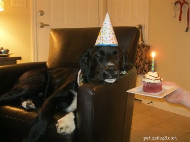 17 Pets That Turn Every Party Into a Celebration