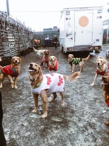 17 Pets That Turn Every Party Into a Celebration