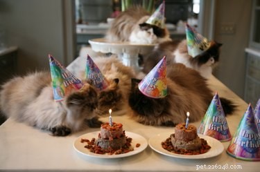 17 Pets That Turn Every Party Into a Celebration