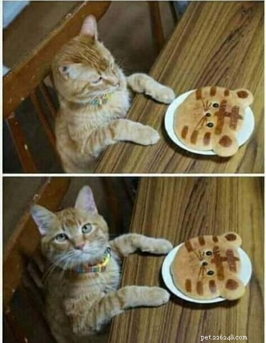 17 Animal Memes That’ll Make You Laugh: The  Am I a Joke to You?  Collection