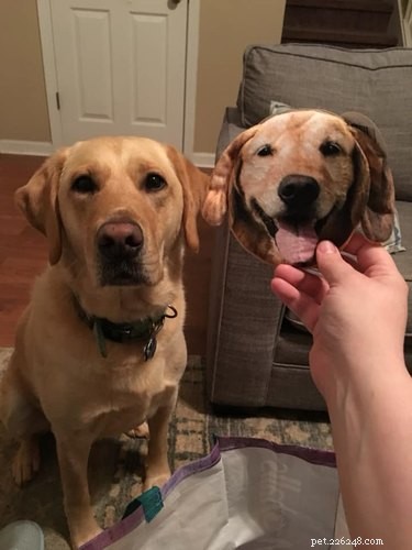 17 Animal Memes That’ll Make You Laugh: The  Am I a Joke to You?  Collection