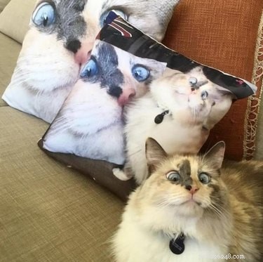 17 Animal Memes That’ll Make You Laugh: The  Am I a Joke to You?  Collection