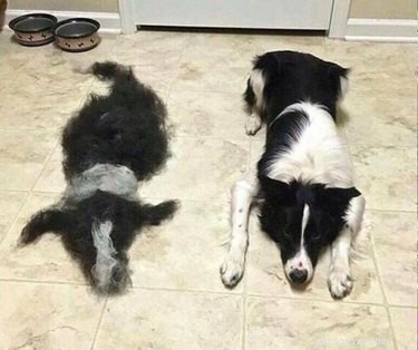 17 Animal Memes That’ll Make You Laugh: The  Am I a Joke to You?  Collection