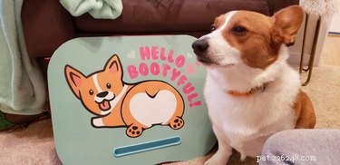 17 Animal Memes That’ll Make You Laugh: The  Am I a Joke to You?  Collection