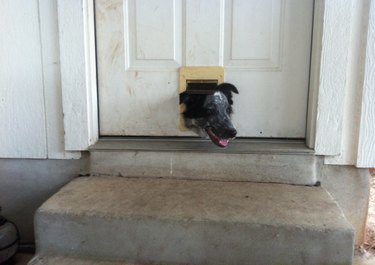 15 Hilarious Pet Moments That Will Make You Laugh and Cringe