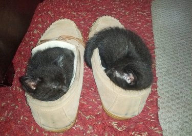 15 Hilarious Pet Moments That Will Make You Laugh and Cringe