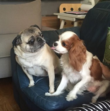 15 Hilarious Pet Moments That Will Make You Laugh and Cringe