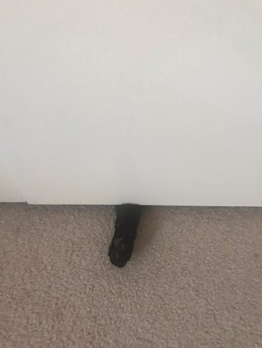 15 Hilarious Pet Moments That Will Make You Laugh and Cringe