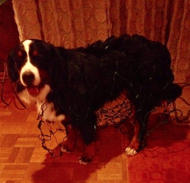 15 Hilarious Pet Moments That Will Make You Laugh and Cringe