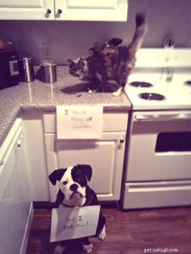 15 Hilarious Pet Moments That Will Make You Laugh and Cringe