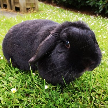 15 Hilarious Pet Moments That Will Make You Laugh and Cringe