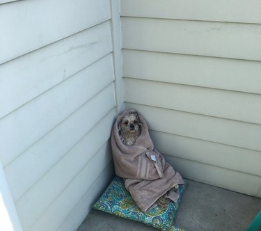 15 Hilarious Pet Moments That Will Make You Laugh and Cringe
