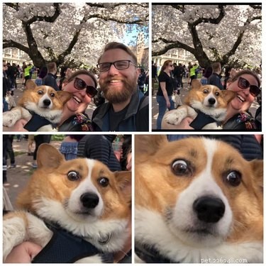 17 Things Corgis Absolutely Disapprove Of