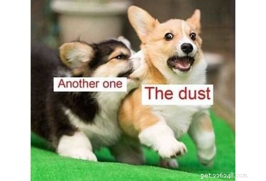 17 Things Corgis Absolutely Disapprove Of