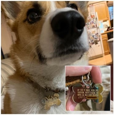 17 Things Corgis Absolutely Disapprove Of