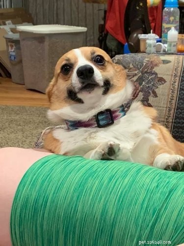 17 Things Corgis Absolutely Disapprove Of