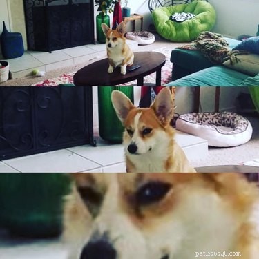 17 Things Corgis Absolutely Disapprove Of