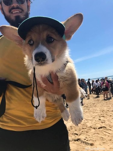 17 Things Corgis Absolutely Disapprove Of