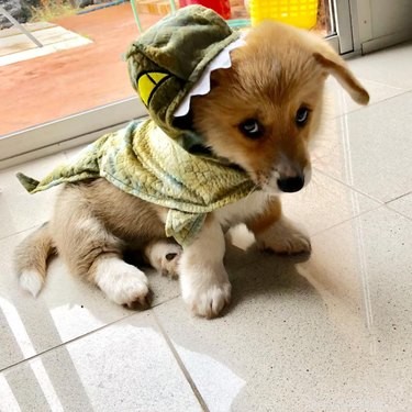 17 Things Corgis Absolutely Disapprove Of