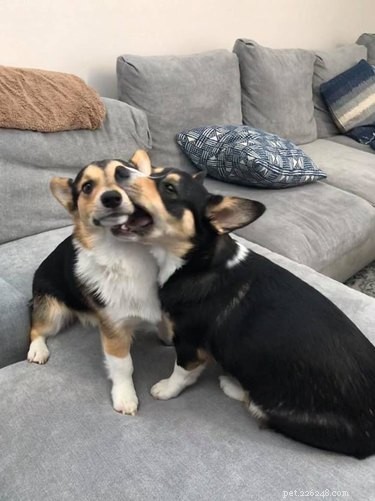 17 Things Corgis Absolutely Disapprove Of
