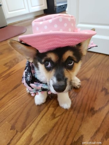 17 Things Corgis Absolutely Disapprove Of