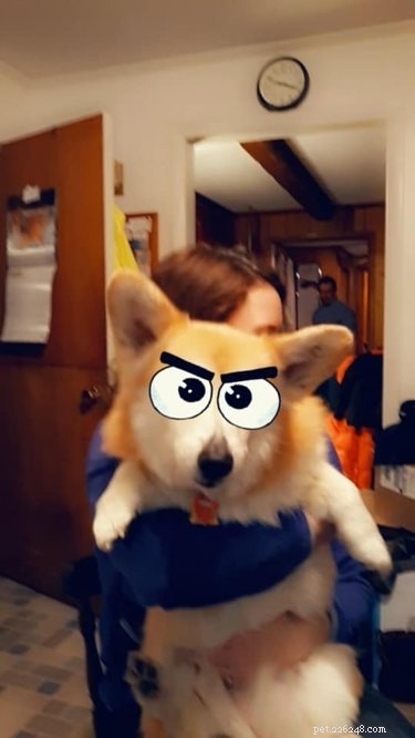 17 Things Corgis Absolutely Disapprove Of