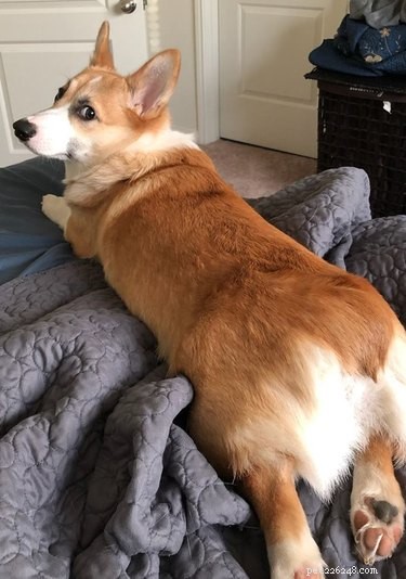 17 Things Corgis Absolutely Disapprove Of