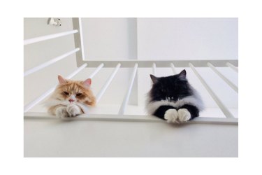 Top 20 Must-See Pet Tweets
