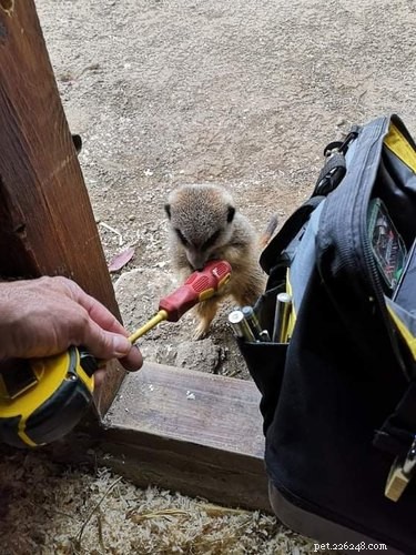 17 Hilarious Animal Moments That Will Brighten Your Day