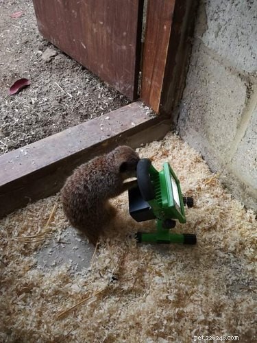 17 Hilarious Animal Moments That Will Brighten Your Day