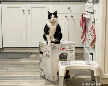 17 Hilarious Animal Moments That Will Brighten Your Day