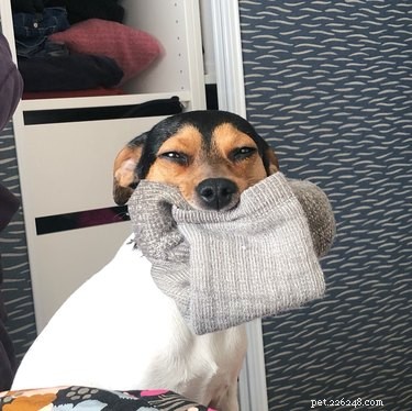 17 Hilarious Animal Moments That Will Brighten Your Day