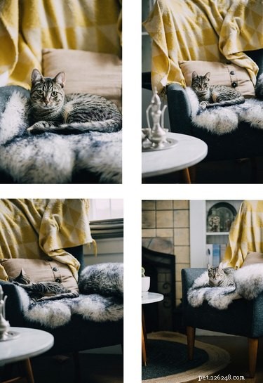 17 Hilarious Animal Moments That Will Brighten Your Day