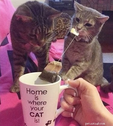 17 Hilarious Animal Moments That Will Brighten Your Day