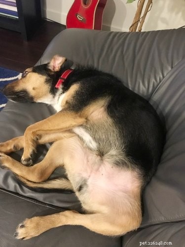 17 Hilarious Animal Moments That Will Brighten Your Day