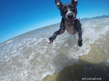 17 Hilarious Animal Moments That Will Brighten Your Day
