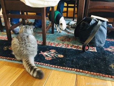 17 Hilarious Animal Moments That Will Brighten Your Day