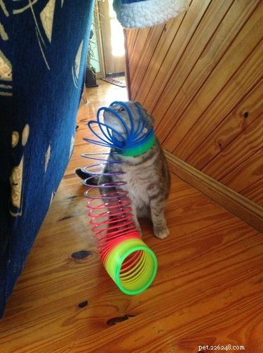 21 Adorable Animal Fails That Will Brighten Your Day