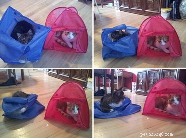 21 Adorable Animal Fails That Will Brighten Your Day