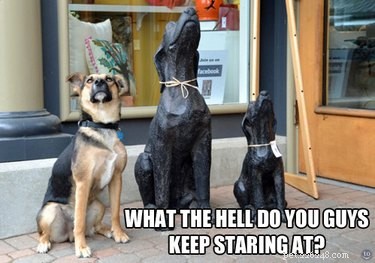 21 Adorable Animal Fails That Will Brighten Your Day