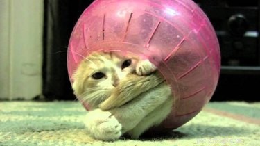 21 Adorable Animal Fails That Will Brighten Your Day