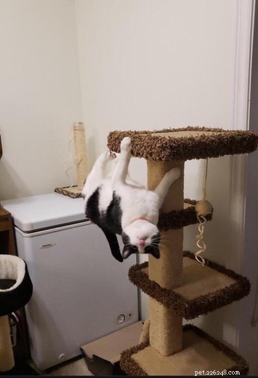 21 Adorable Animal Fails That Will Brighten Your Day