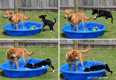 21 Adorable Animal Fails That Will Brighten Your Day