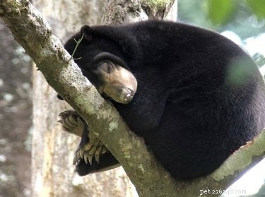 23 Reasons Bears Would Be Great Pets—If Only They Were Domesticated