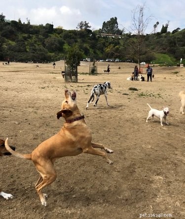 18 Unforgettable Pets That Have Captured the Internet