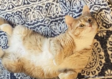 18 Unforgettable Pets That Have Captured the Internet
